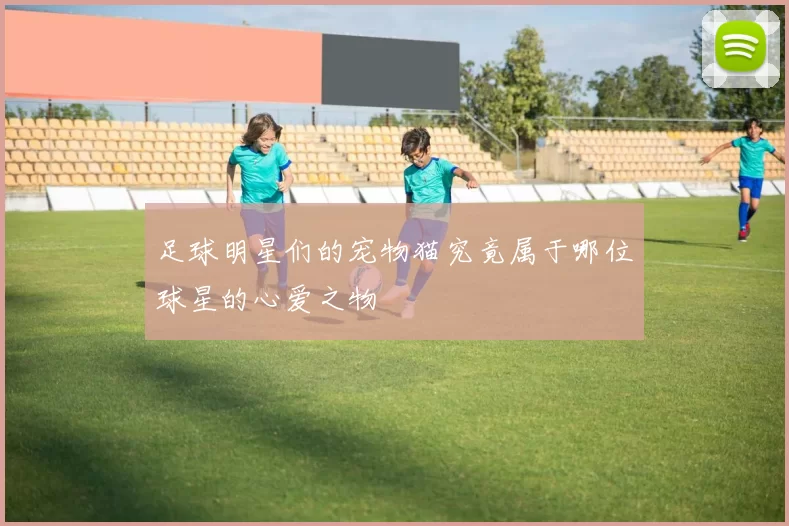 足球明星们的宠物猫究竟属于哪位球星的心爱之物